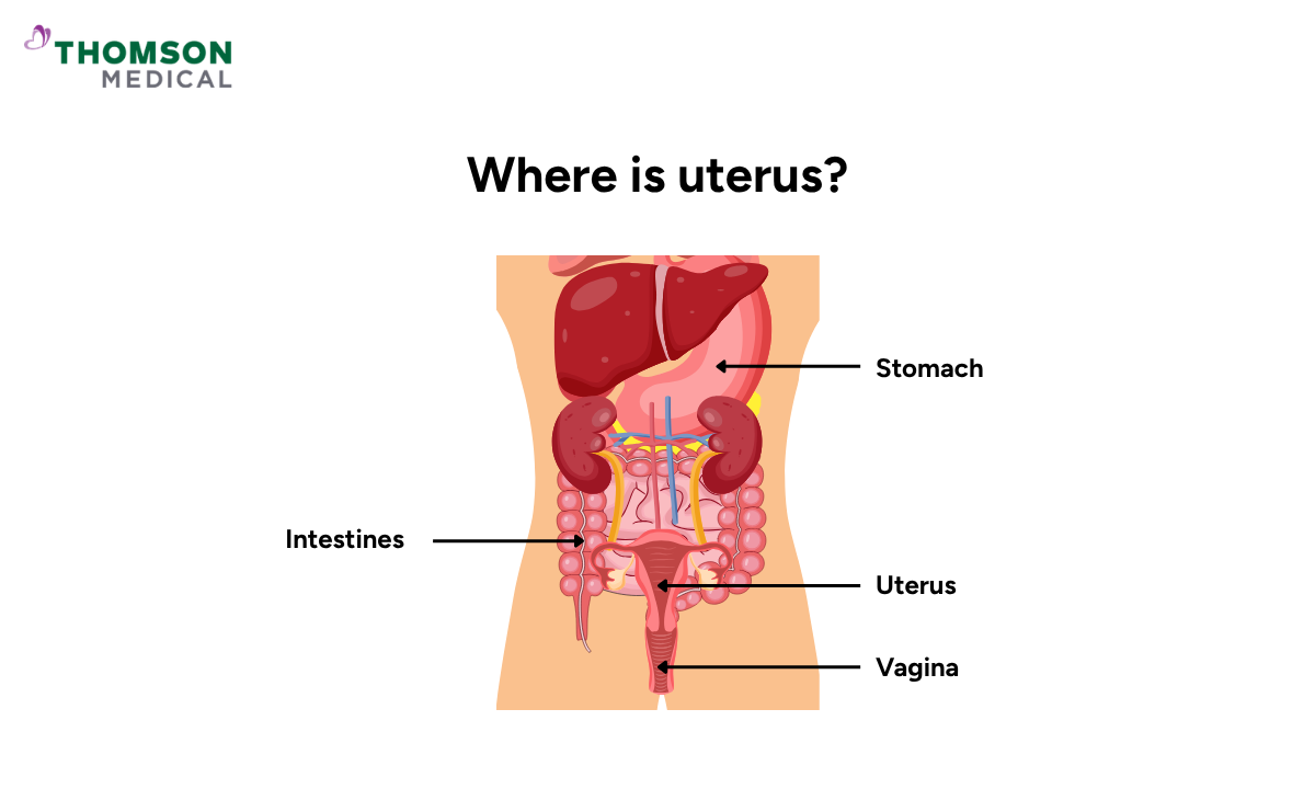 Illustration where is uterus