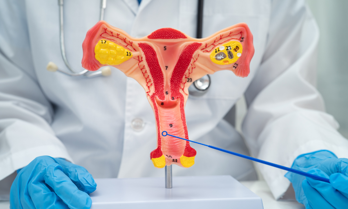 Doctor pointing to the vaginal canal on an anatomical model.