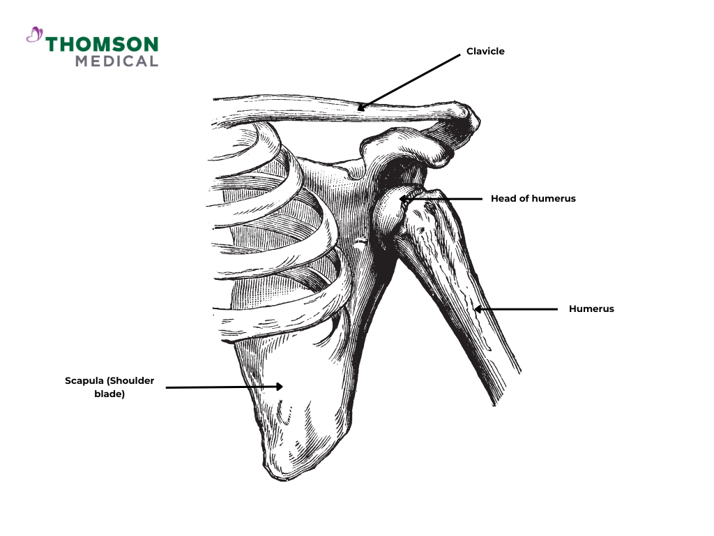 Labelled shoulder anatomy