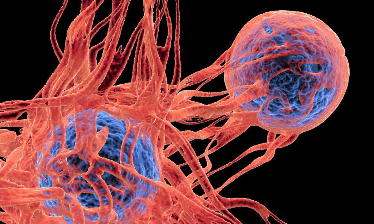 cancer cells dividing