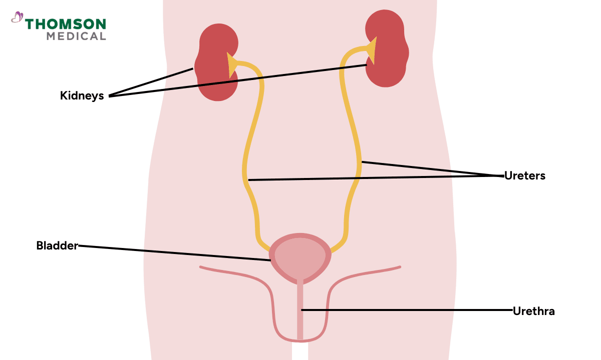blog-image_obgyn_uti.png