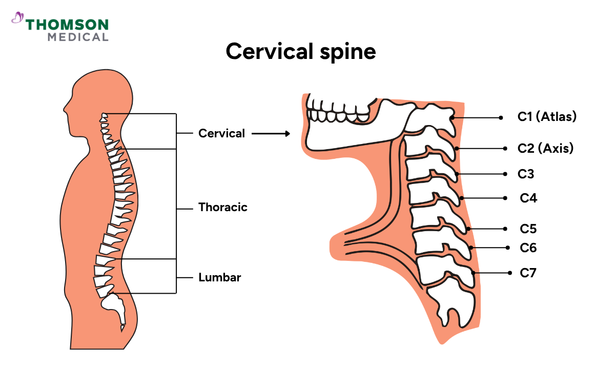 Illustration of cervical spine