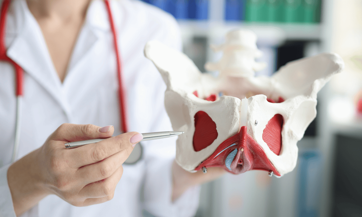 Doctor showing the location of PID in a genital model