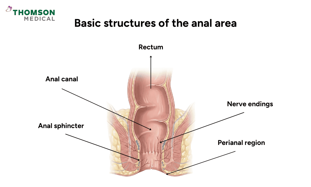 A medical diagram showing a cross-section of the lower digestive tract