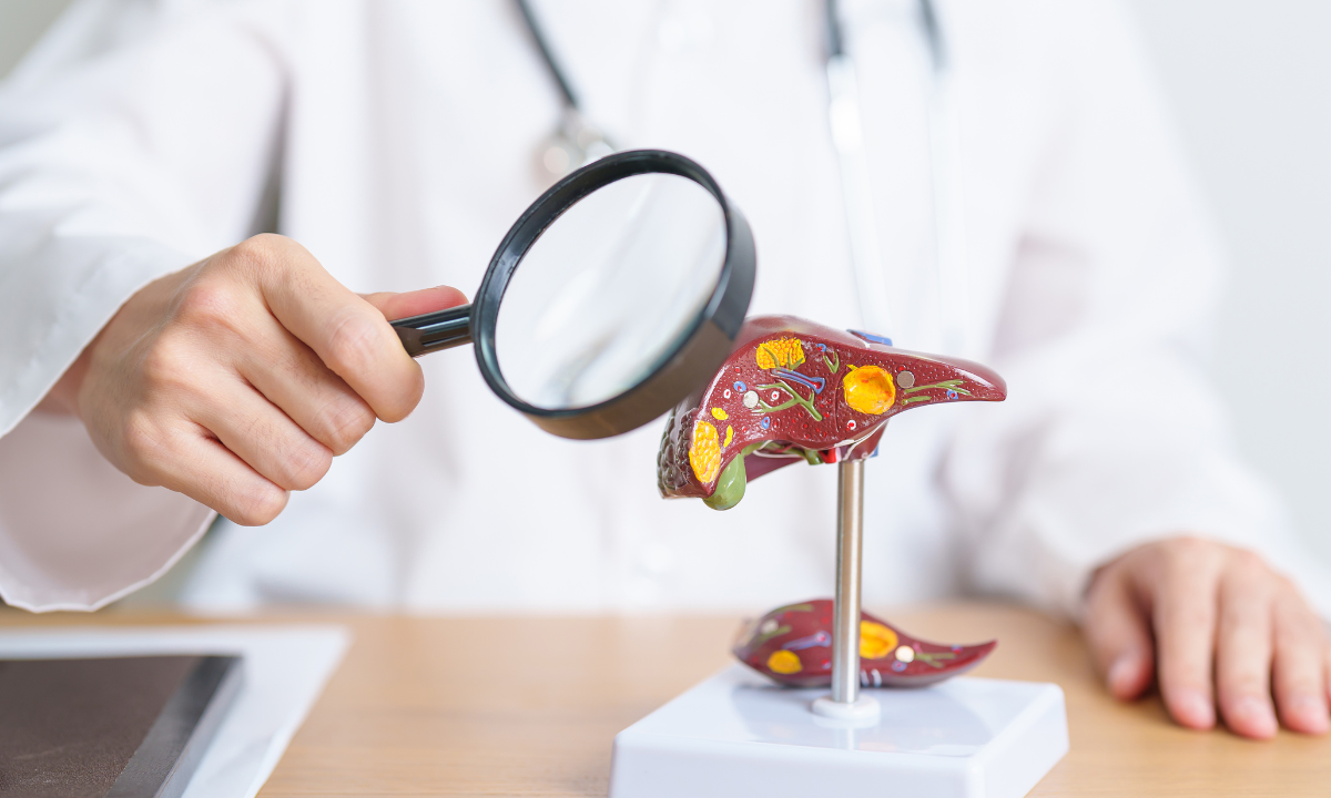 a doctor is detecting a liver model