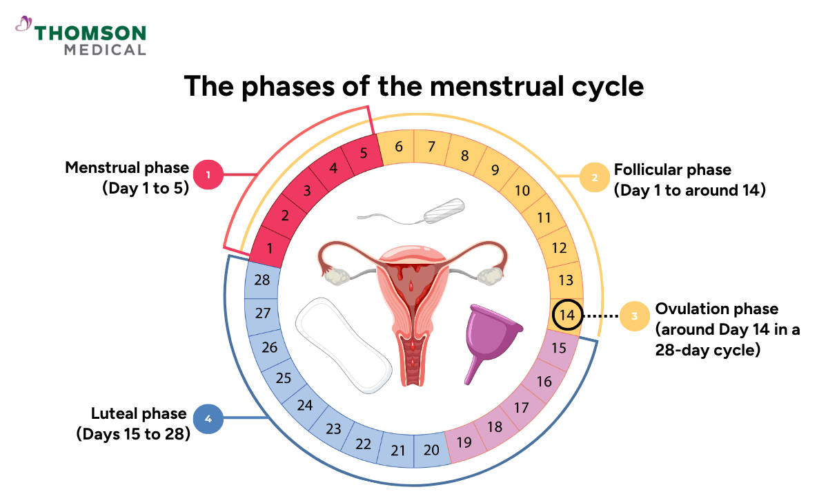 The phases of the menstrual cycle