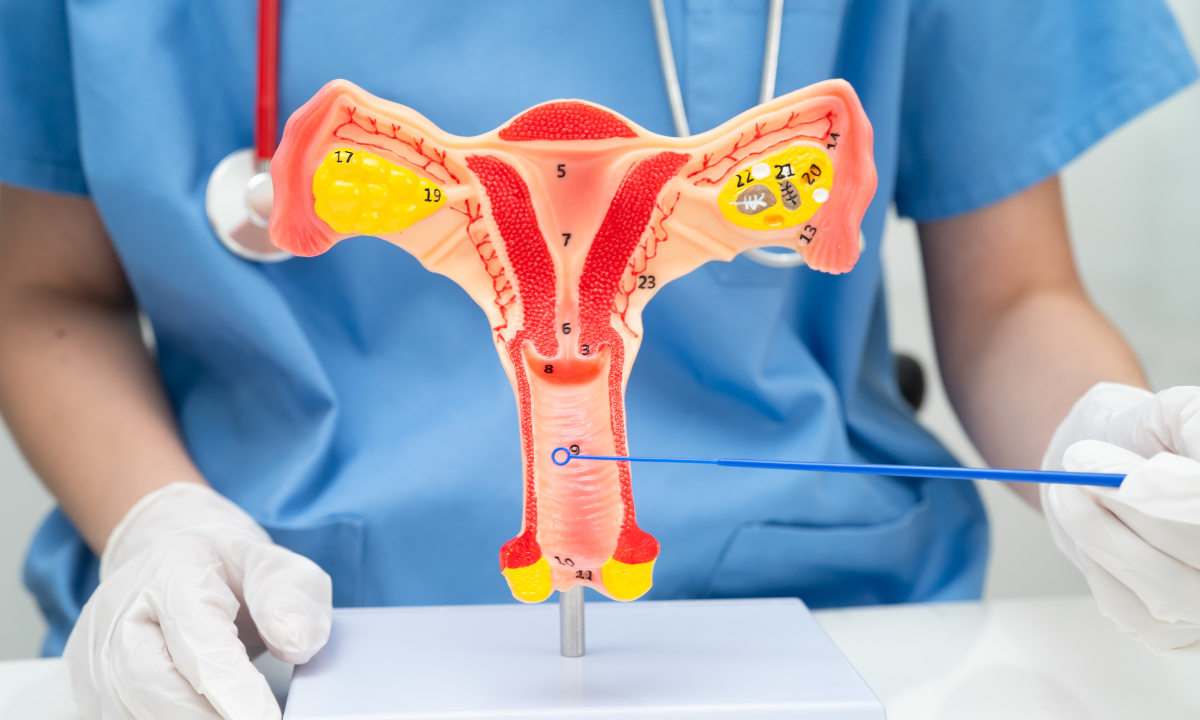A doctor points to the cervix on a cross-sectional anatomical model of the female reproductive system