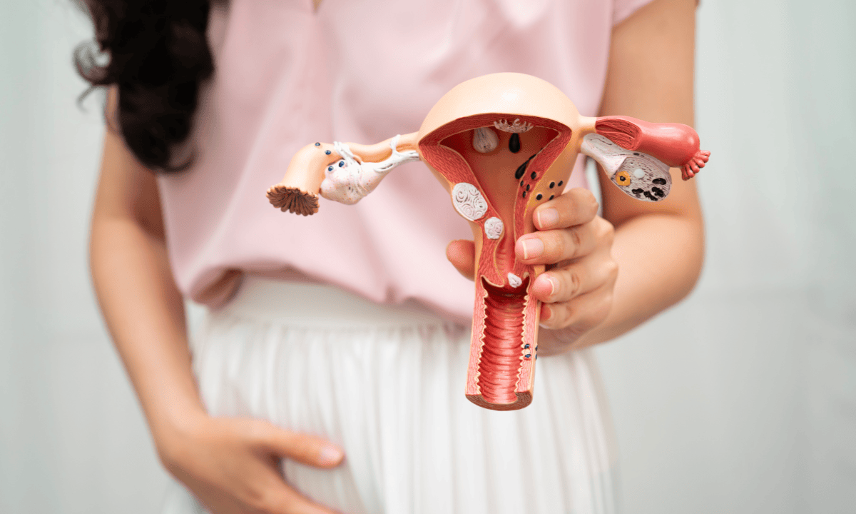 Uterus and ovaries anatomical model held by woman