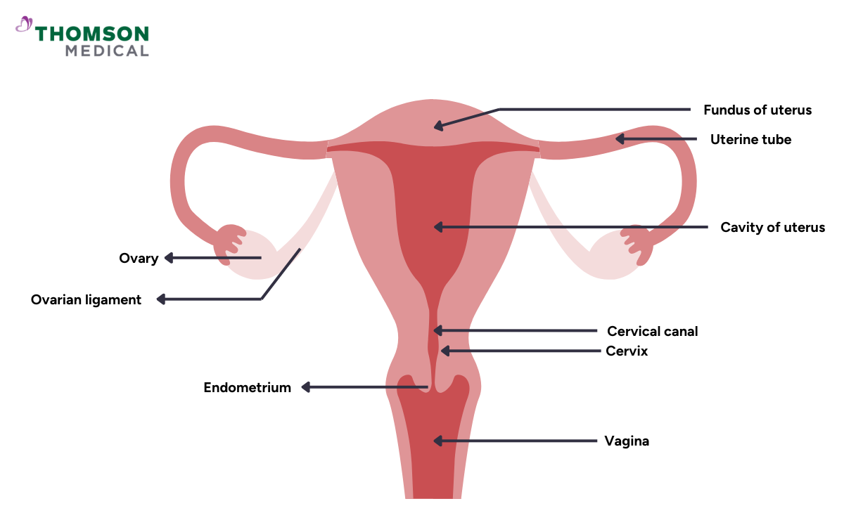 blog-image_obgyn_uterine-anatomy.png