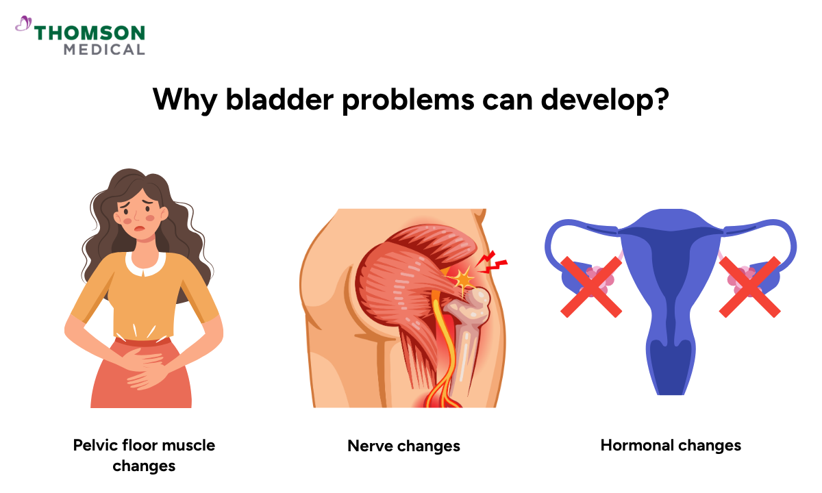 llustration of why a hysterectomy can affect the bladder