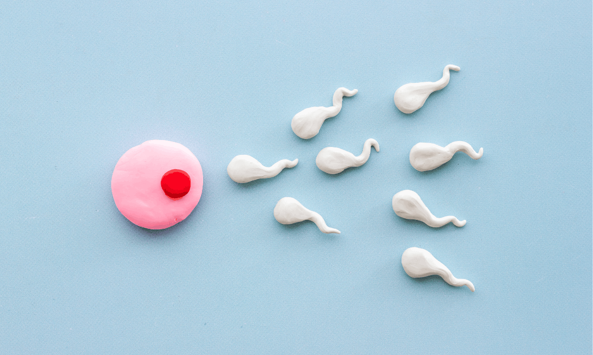 Illustration of sperm reaching the egg