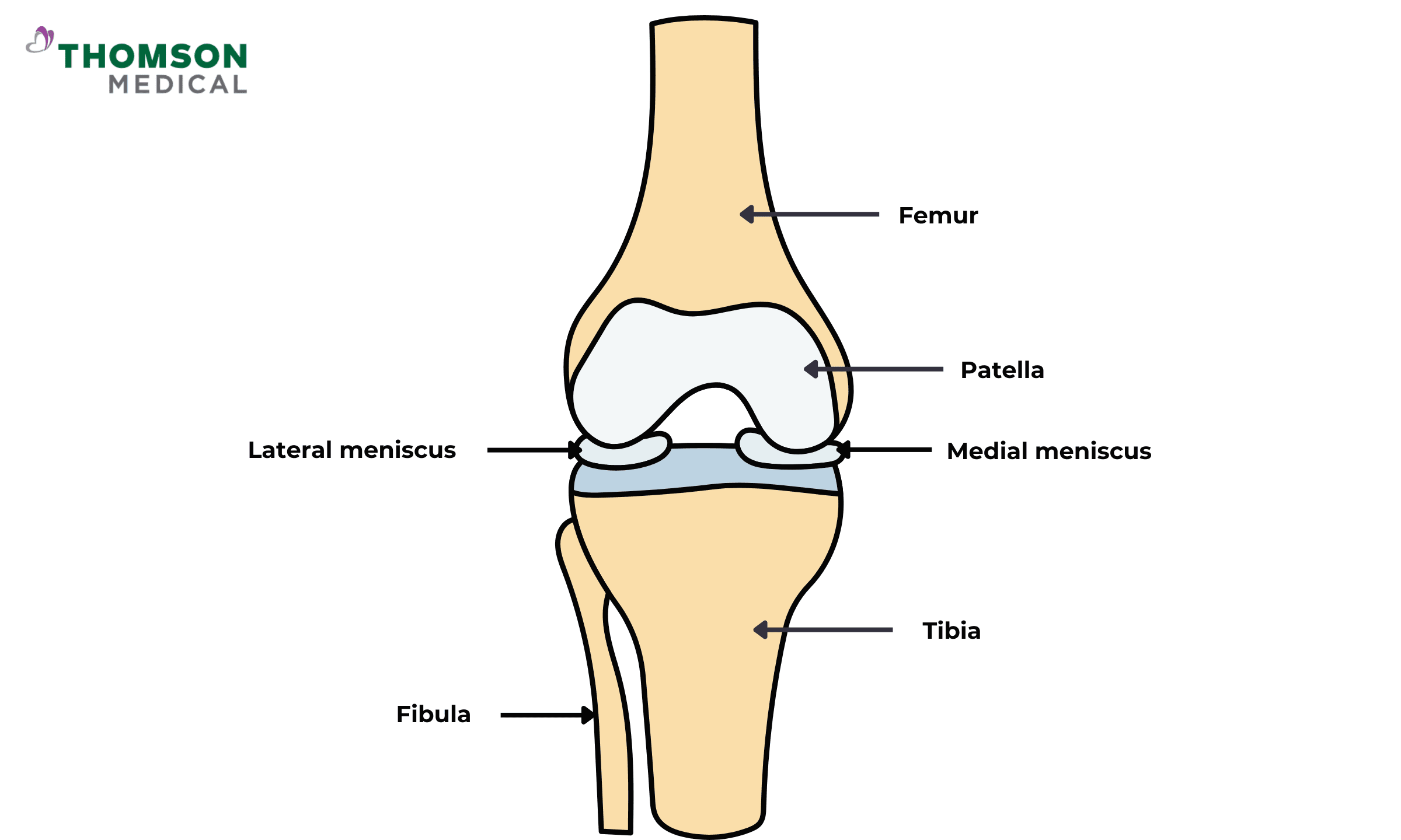 Meniscus and knee