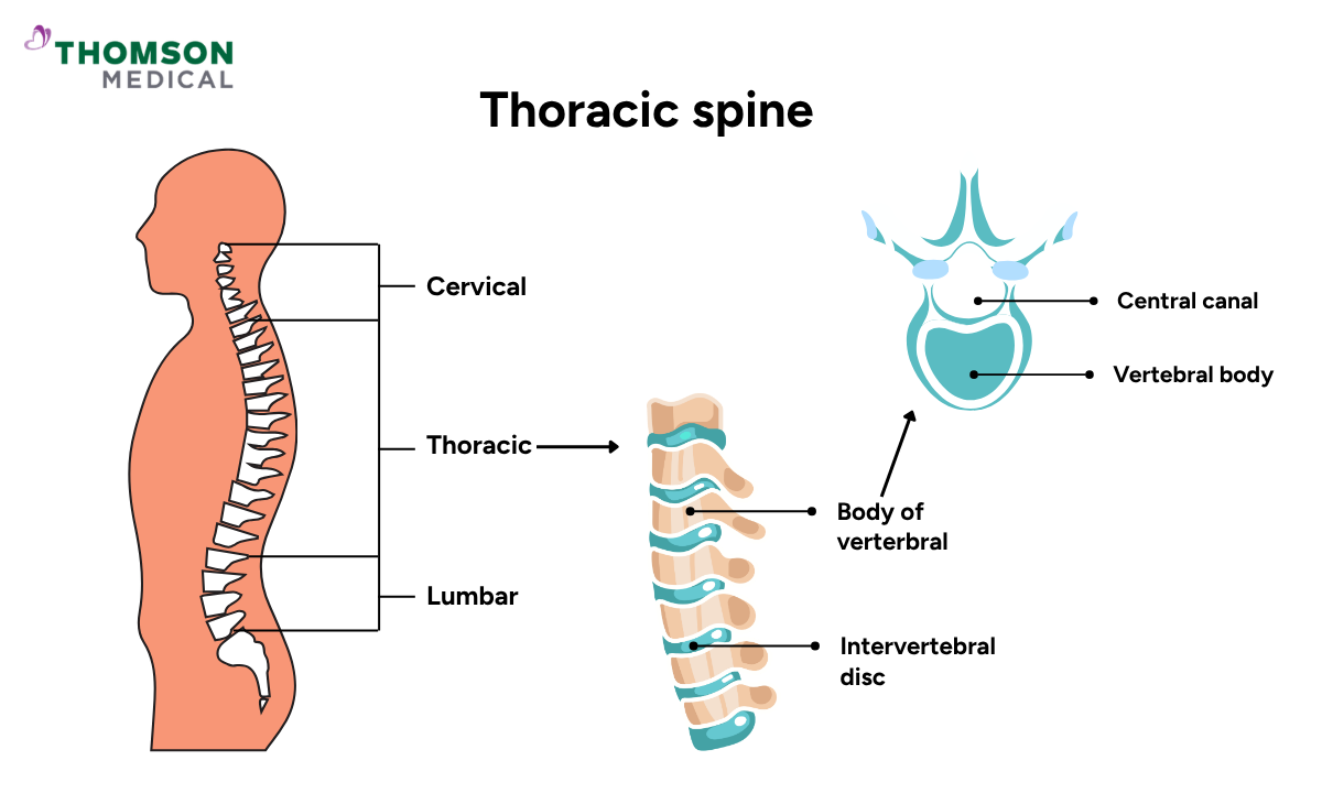 Illustration of thoracic spine MRI scan