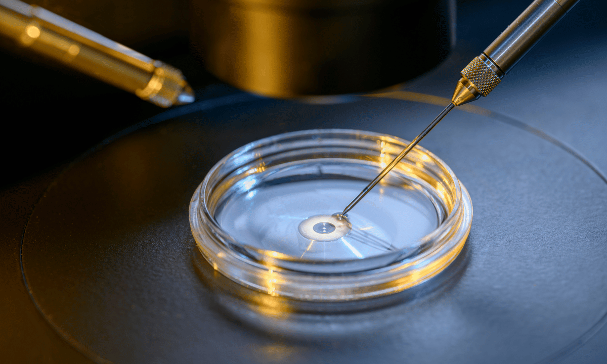image of IVF dish