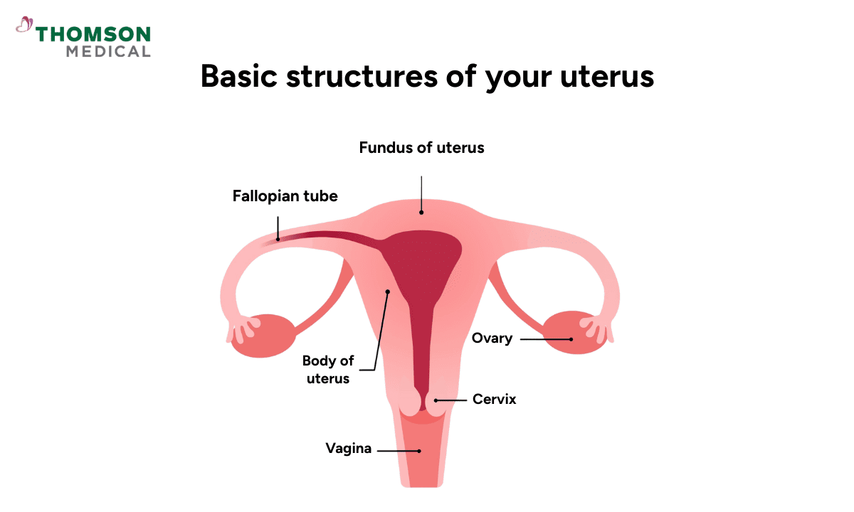 A medical diagram illustrating the basic structures of the female reproductive system, labeling the fundus of the uterus, fallopian tubes, ovaries, body of the uterus, cervix, and vagina.