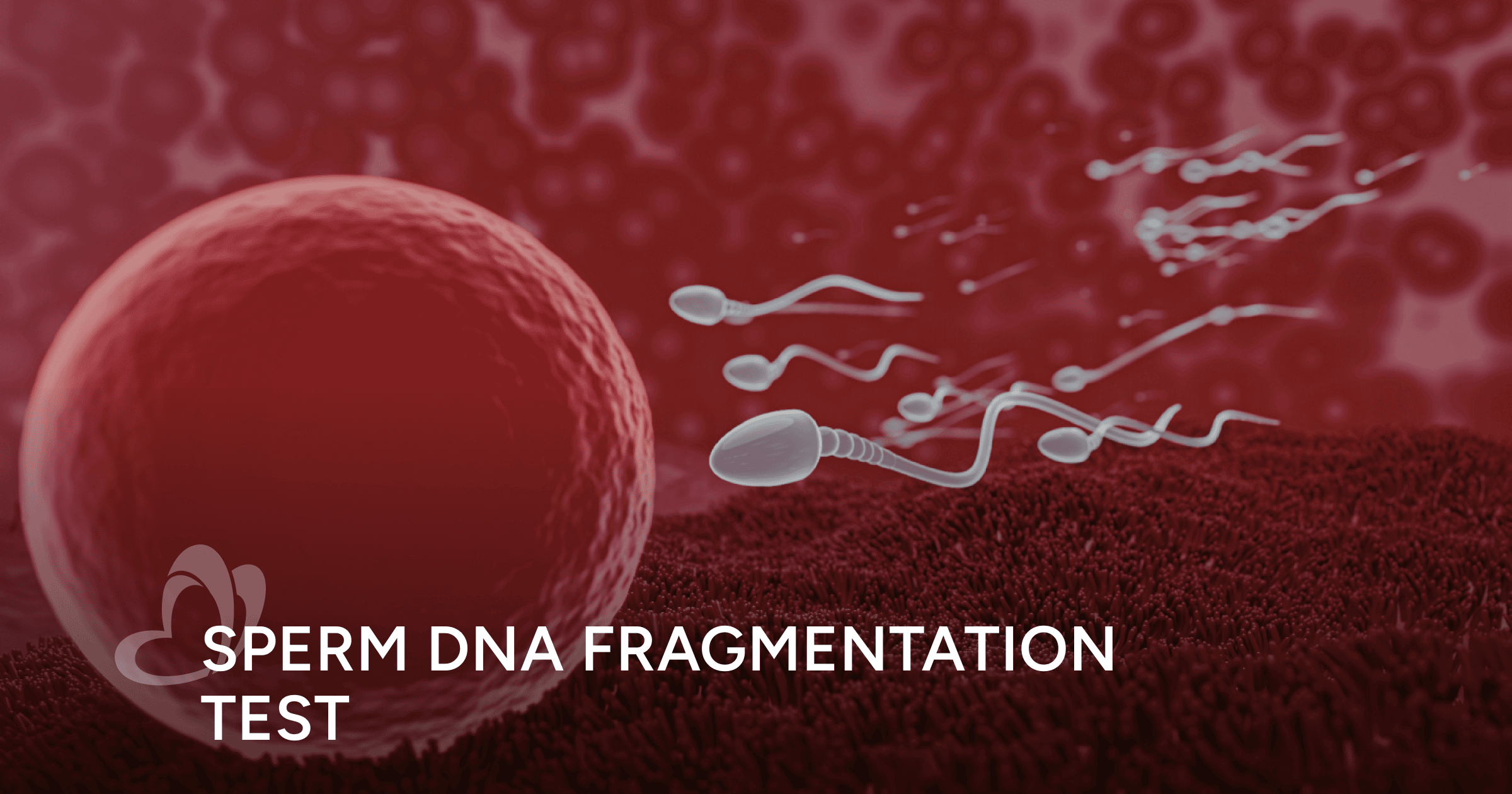 Fragmentation Rounds Sperm DNA Fragmentation Test: Could It Explain Male Infertility ...