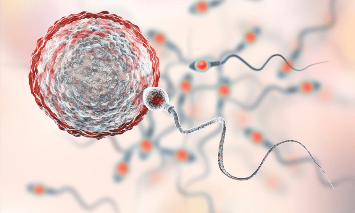 image of sperm cells fertilising an egg