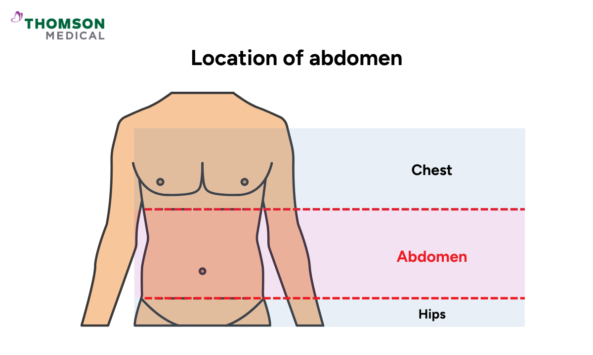 Illustration of the location of abdomen