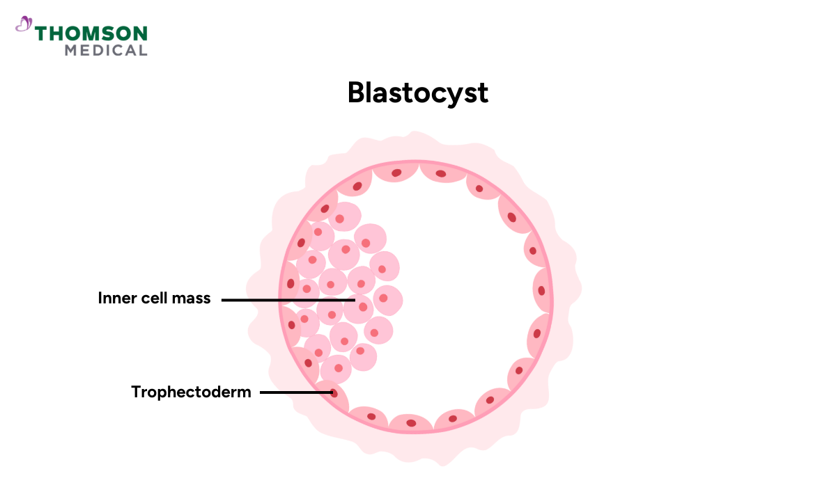 Blastocyst