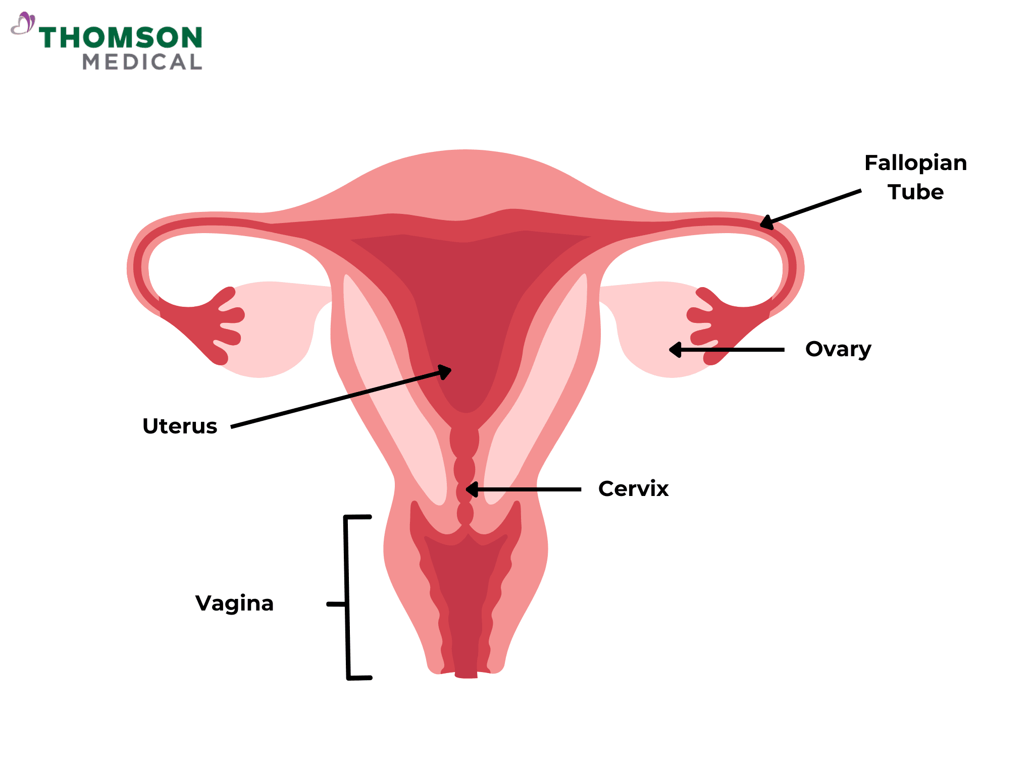 Female_reproductive_system_labelled.png