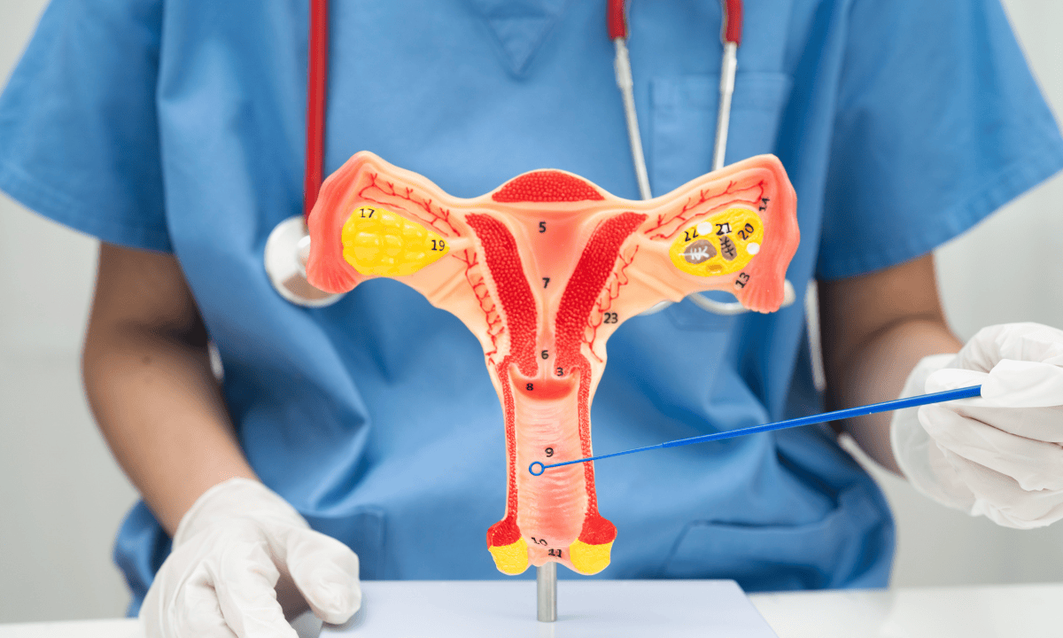 Healthcare professional pointing into the cervix of a uterus model