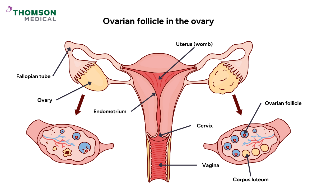blog-image_obgyn_ovarian-follicle-illustration.png