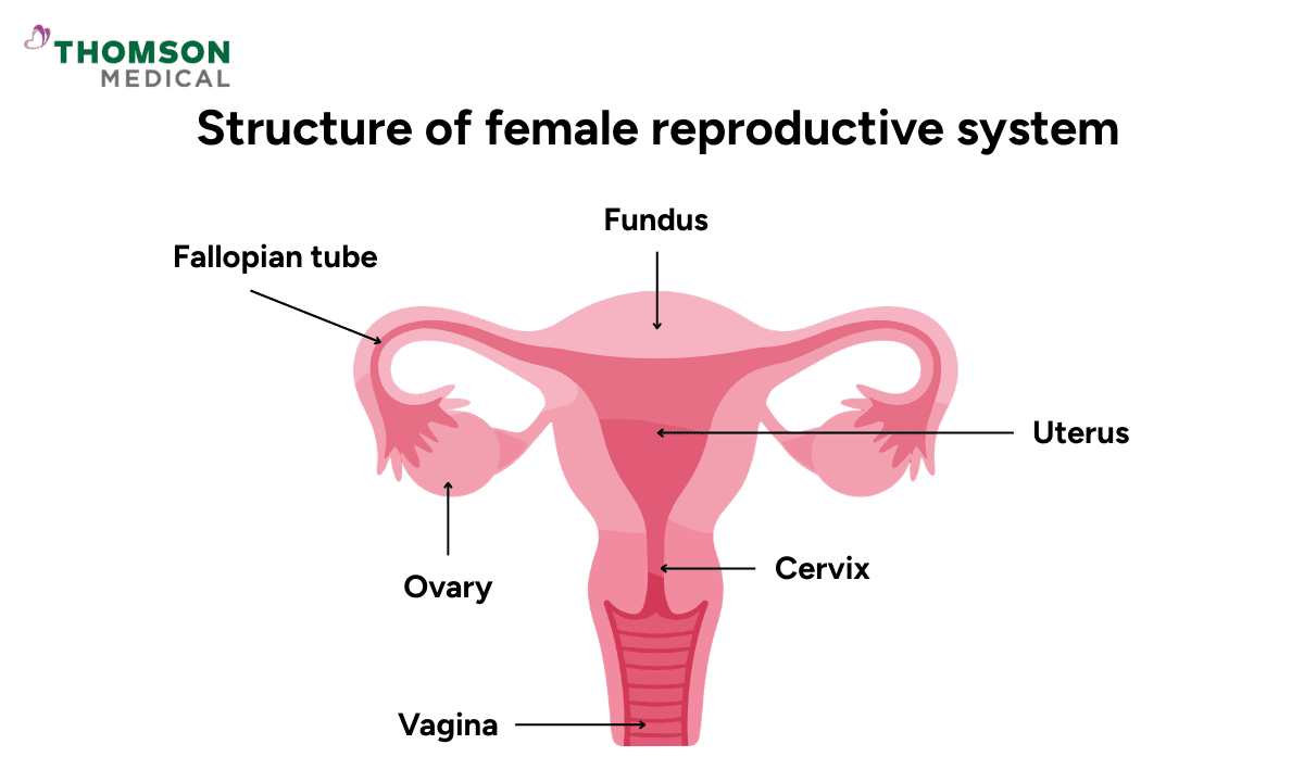 A labeled medical diagram showing the structure of the female reproductive system, including the fallopian tubes, ovaries, uterus, cervix, and vagina.