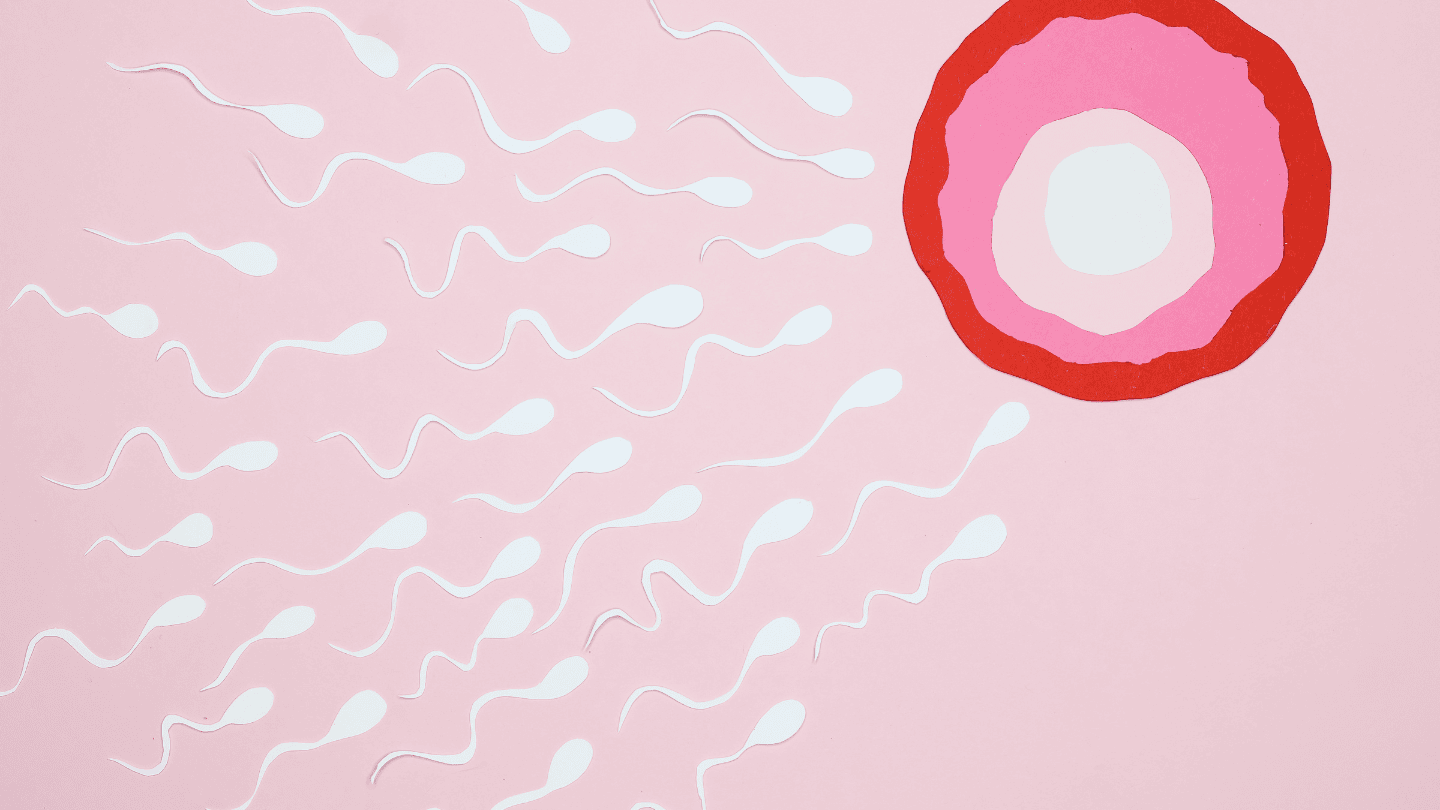 image illustration of sperm fertilising an egg