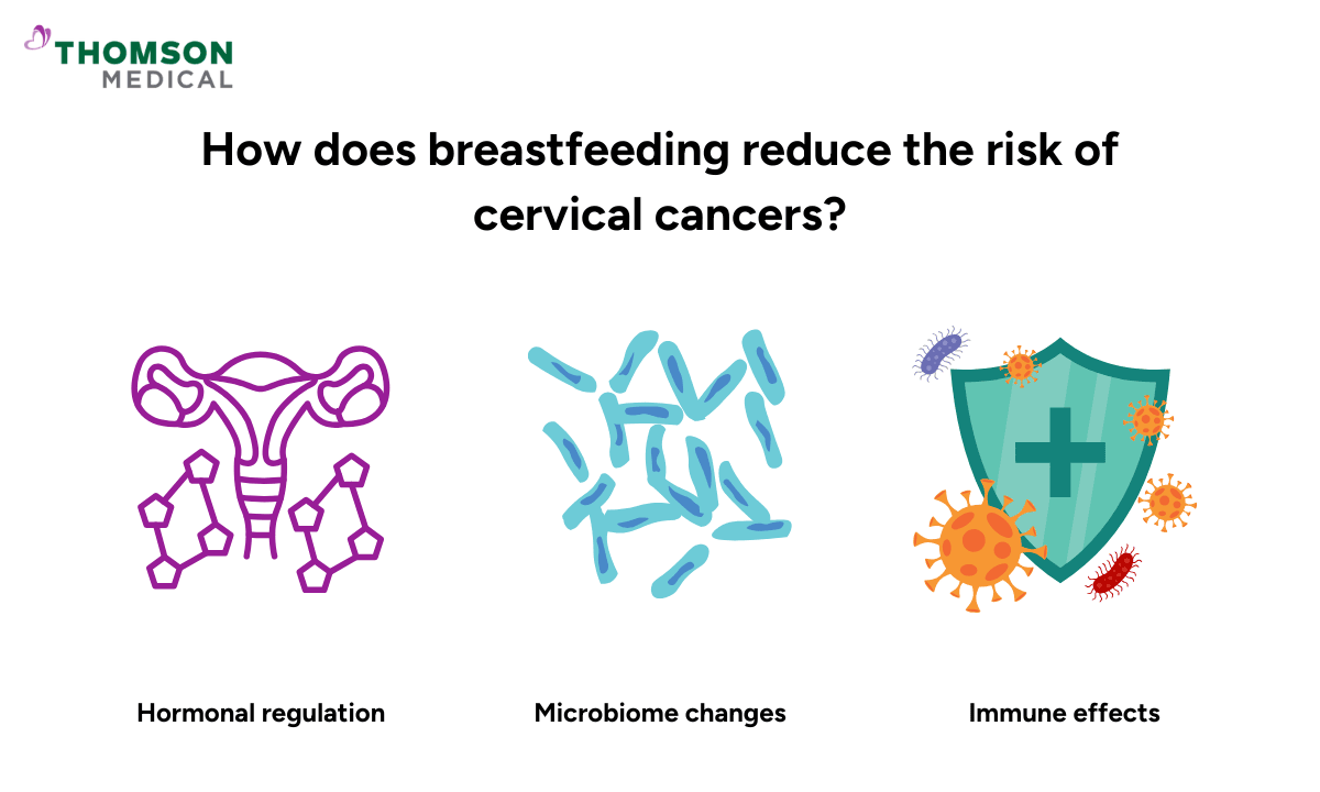 How does breastfeeding reduce the risk of cervical cancer?