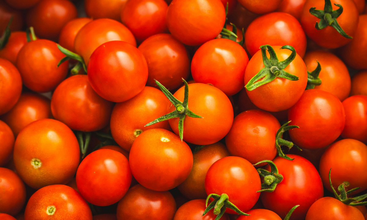 Illustration of tomatoes