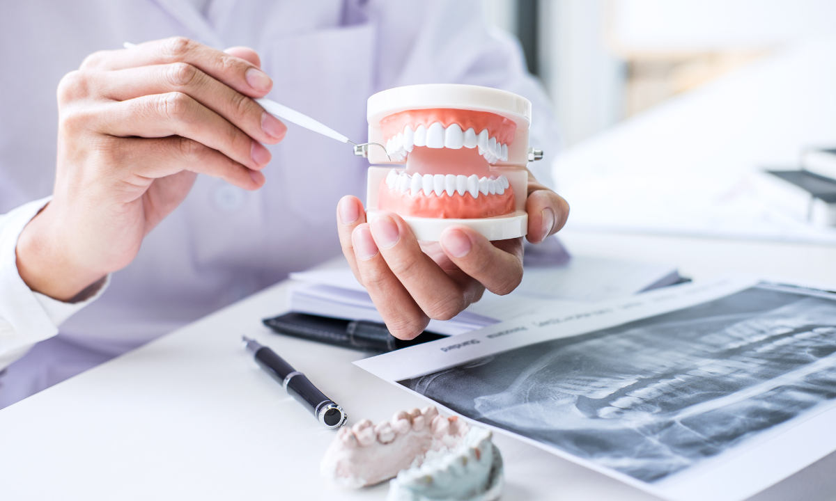 A dentist pointing at a model of teeth