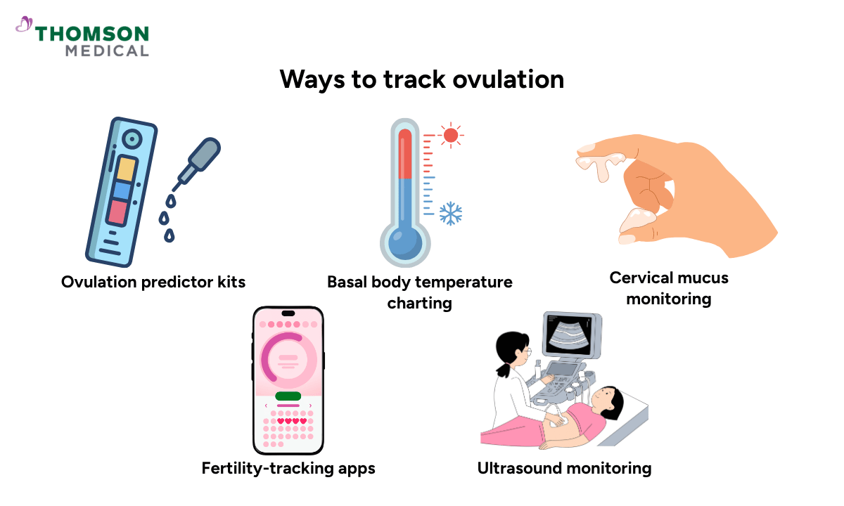 illustration of ways to track ovulation
