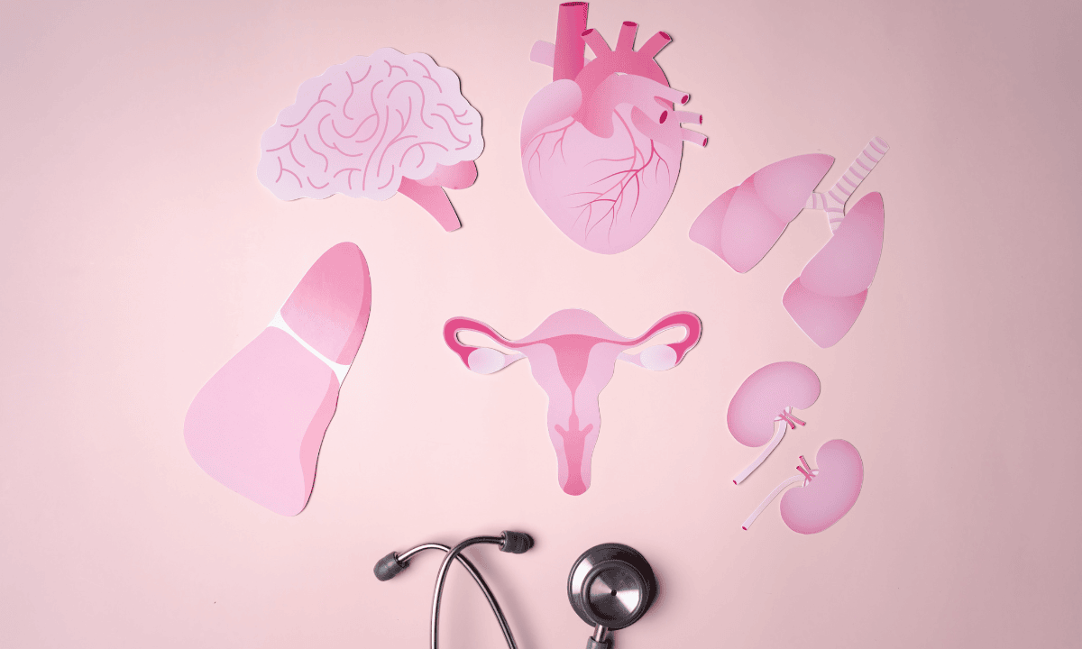 illustration of vagina and other organ