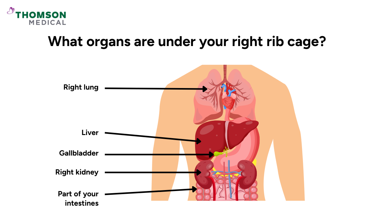 Illustration of the organs under your right rib cage