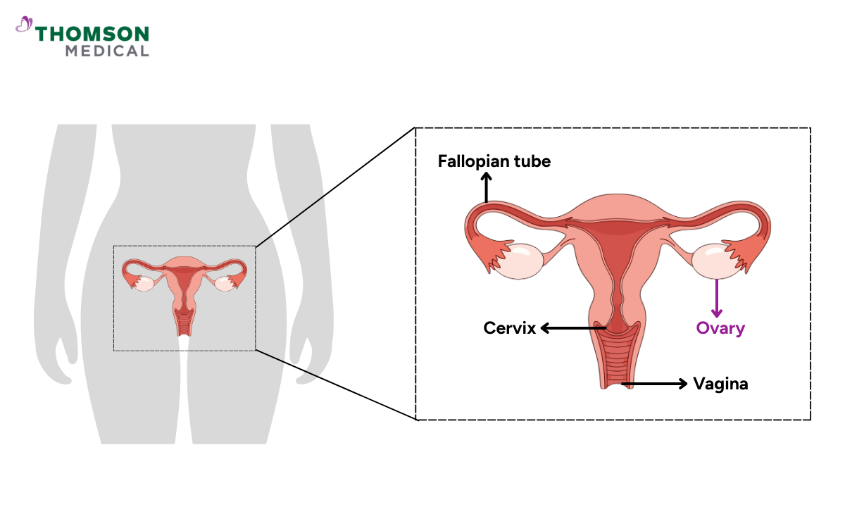 Illustration showing the ovaries in the female reproductive system