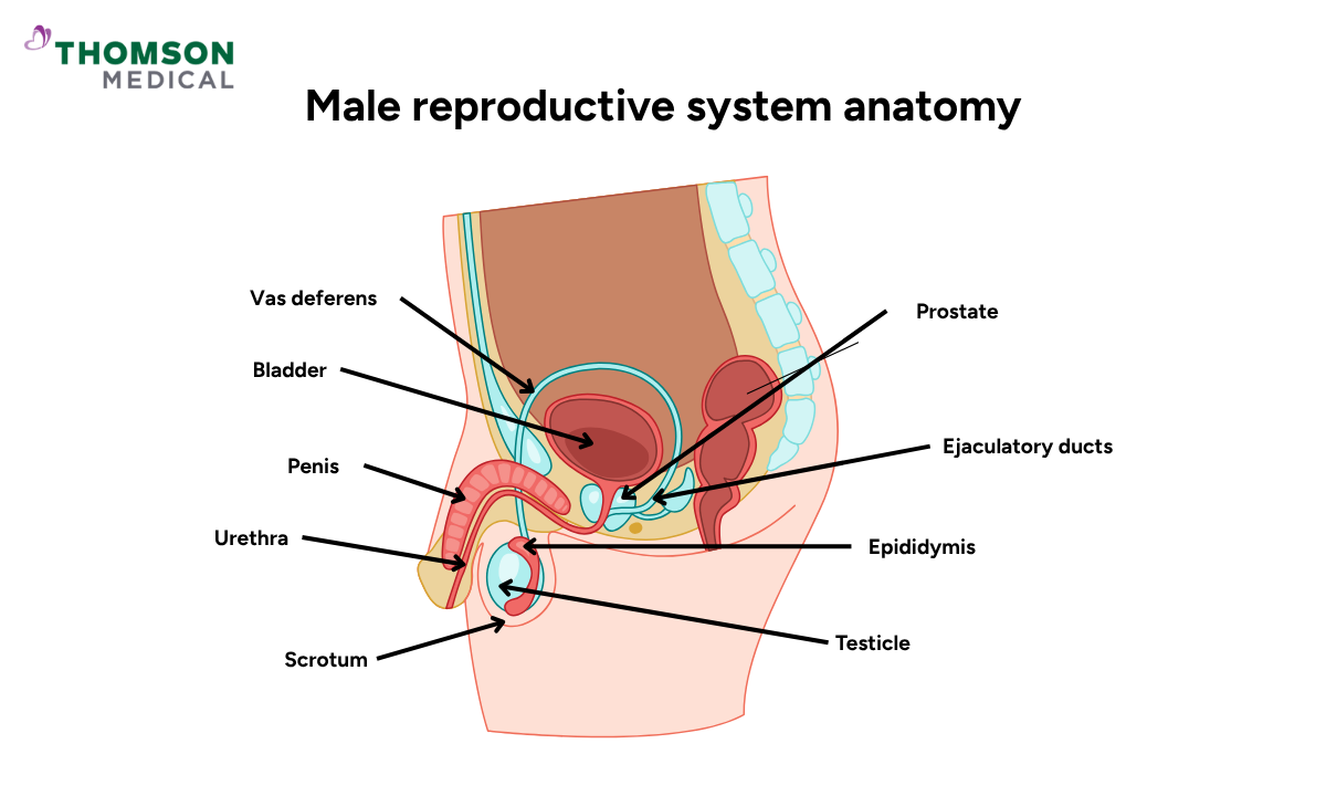 blog-image_obgyn_male-reproductive-system-anatomy.png