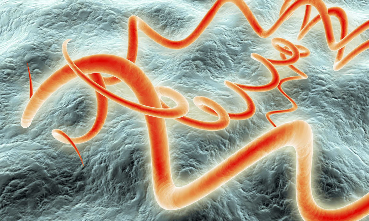 illustration of treponema pallidum bacterium