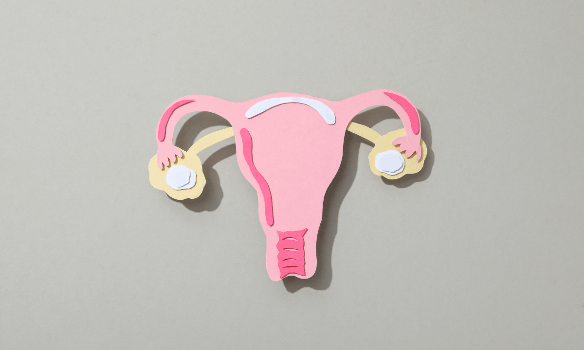 Illustration of female reproductive organ