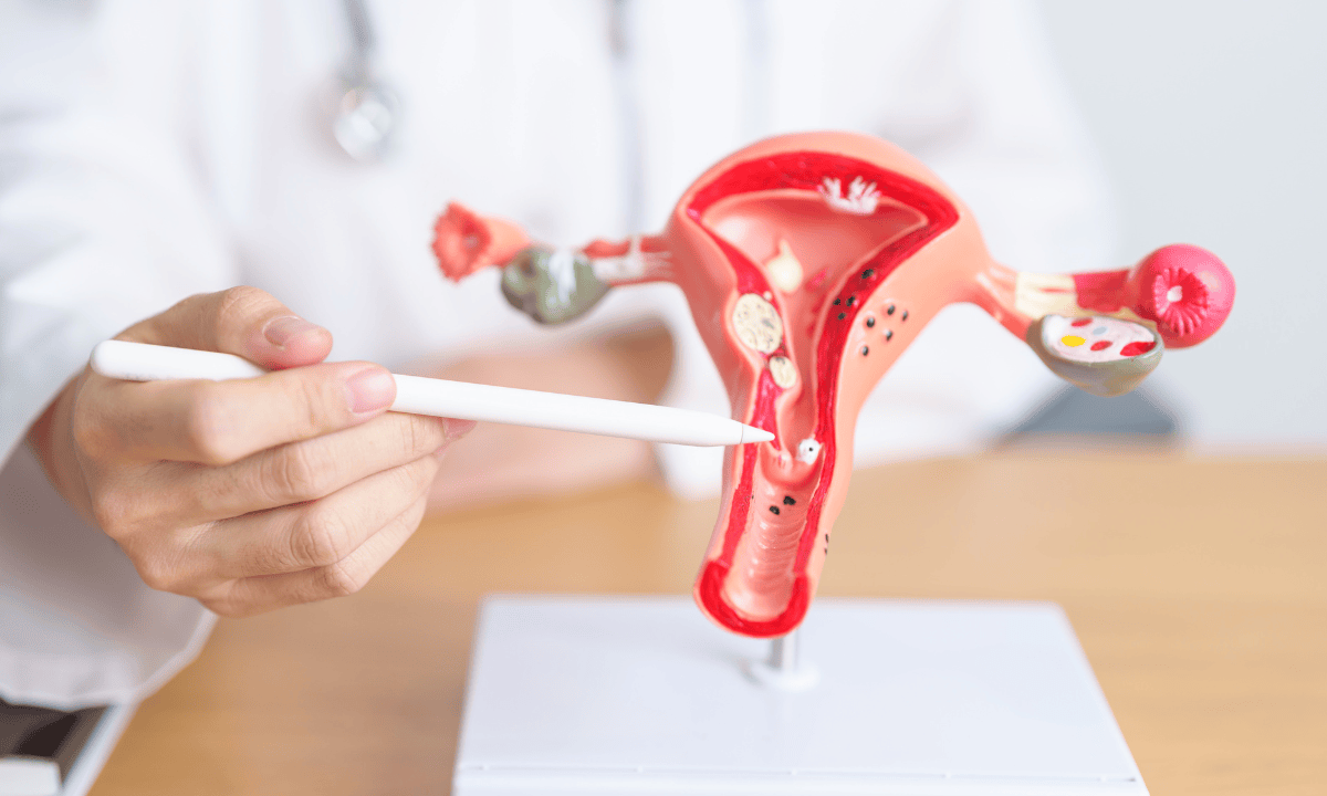 A doctor pointing to the vagina on a genital model