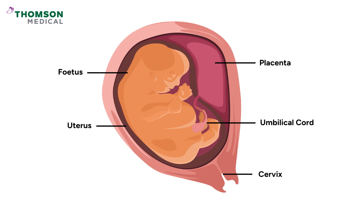 placenta