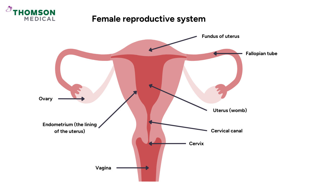 illustration of the female reproductive system with arrow explanation