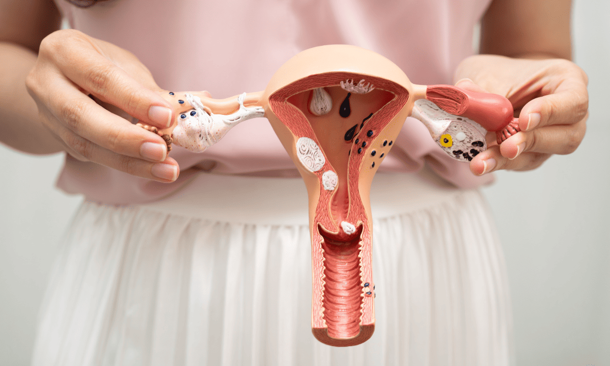 A person holds a cross-section model of the female reproductive system to show the internal anatomy of the uterus and ovaries.