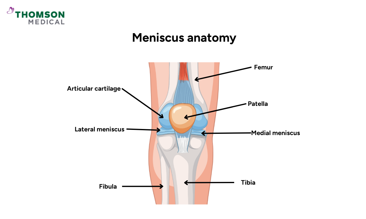 blog-image_screening_meniscus-and-knee-anatomy.png