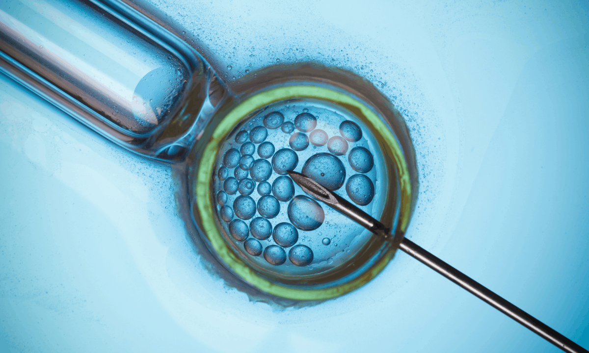 image of in vitro fertilisation