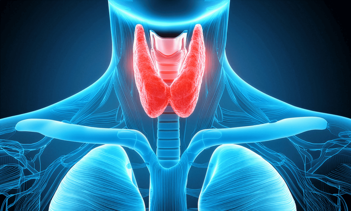 Illustration of the thyroid highlighted in red 