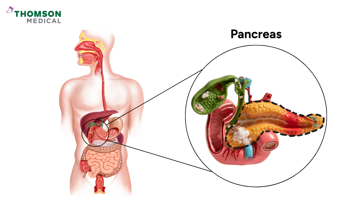 Pancreas