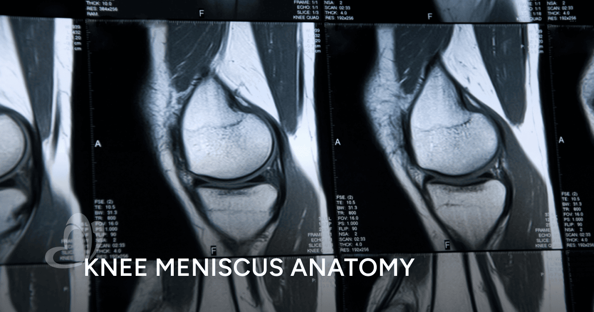 Knee Meniscus Anatomy What It Is & How Does It Work? Thomson Medical
