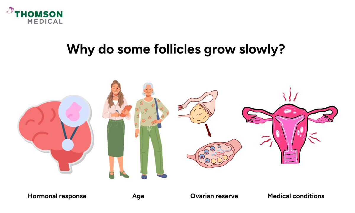 illustration of why do some follicles grow slowly