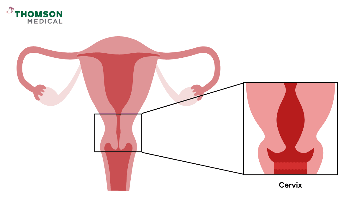 Cervix