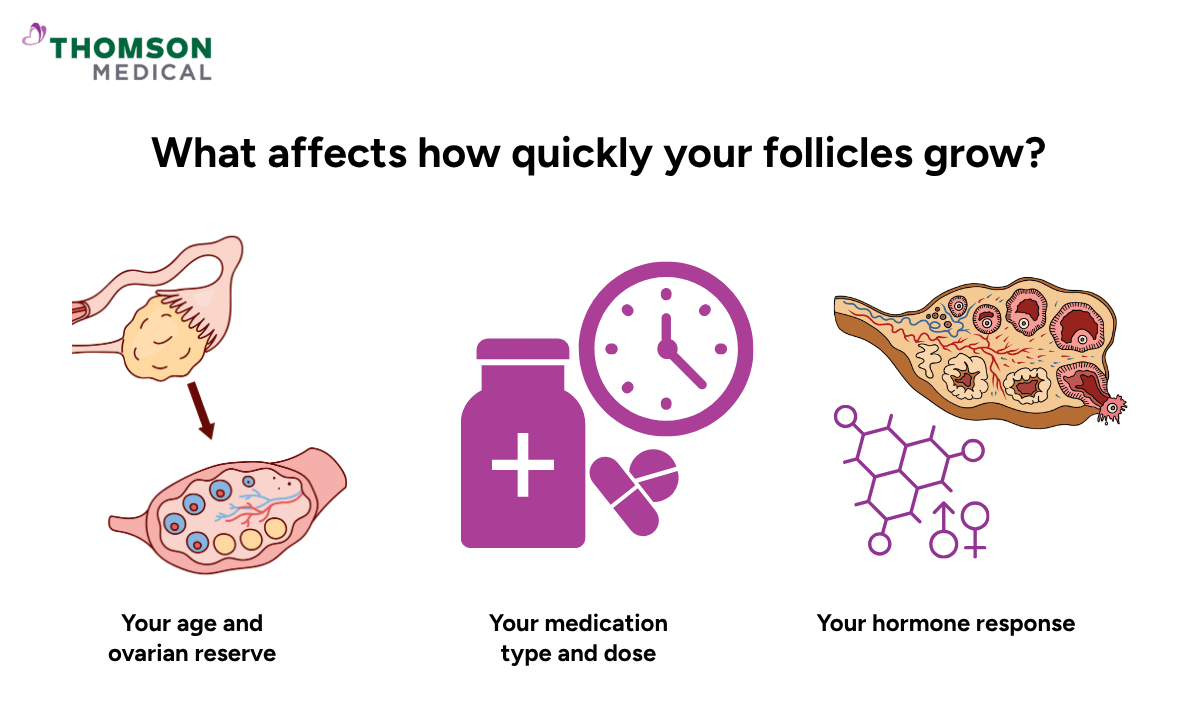 illustration of what affects your follicles grow